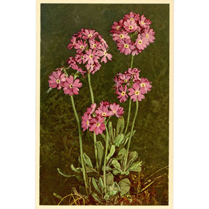 Mealy Primrose Vintage Stehli Flower Postcard - Botanical Art for Framing (unused) - Vintage Postcard Boutique