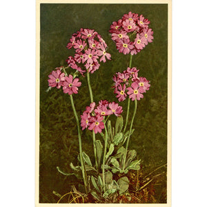 Mealy Primrose Vintage Flower Postcard - Botanical Art for Framing (unused)