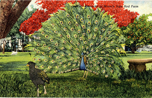 Peacocks at Miami Florida Rare Bird Farm Vintage Postcard (unused)