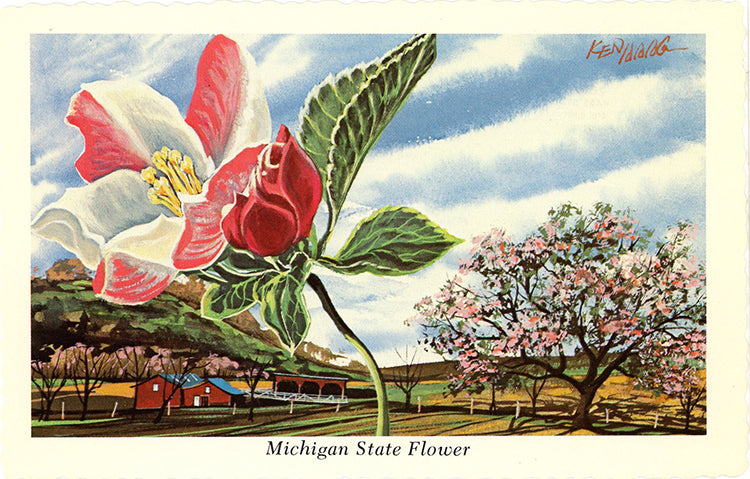 Michigan State Flower - Apple Blossom Botanical Postcard Signed Artist Ken Haag (unused) - Vintage Postcard Boutique