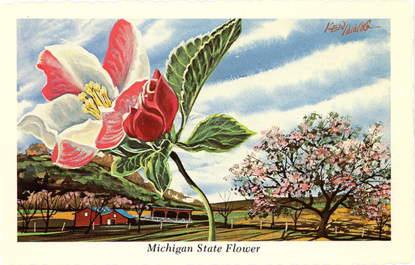 Michigan State Flower - Apple Blossom Botanical Postcard Signed Artist Ken Haag (unused) - Vintage Postcard Boutique