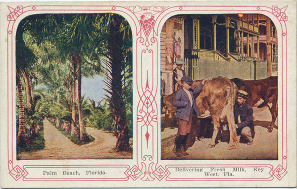 Key West Florida Delivering Fresh Milk Cow Vintage Postcard (unused) - Vintage Postcard Boutique