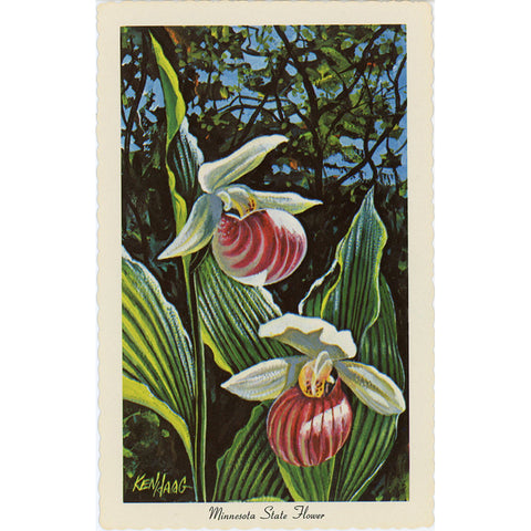 Minnesota State Flower - Showy Lady's Slipper Vintage Botanical Postcard Signed Artist Ken Haag (unused) - Vintage Postcard Boutique