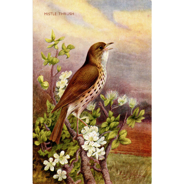 Mistle Thrush Bird Vintage Postcard SIGNED George Rankin (unused) - Vintage Postcard Boutique