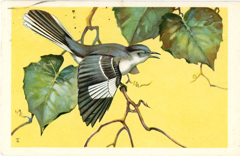 Mockingbird National Wildlife Federation Songbird Series Vintage Bird Postcard 1972