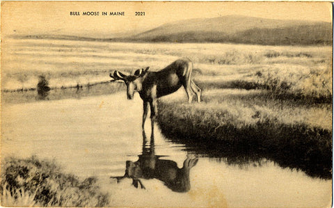 Maine Bull Moose by Stream Vintage Postcard 1945 - Vintage Postcard Boutique