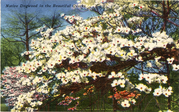 Native Dogwood Tree Blossoms in Beautiful Ozarks Vintage Botanical Postcard