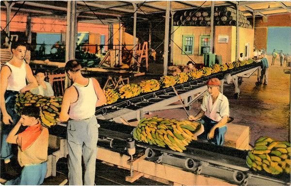 New Orleans Louisiana Unloading Bananas Vintage Postcard (unused) - Vintage Postcard Boutique