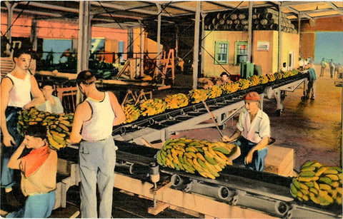 New Orleans Louisiana Unloading Bananas Vintage Postcard (unused)