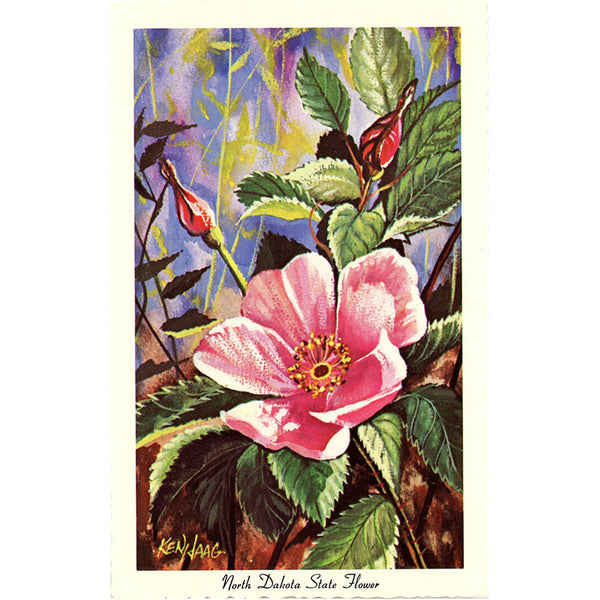 North Dakota State Flower - Wild Prairie Rose Vintage Botanical Postcard Signed Artist Ken Haag (unused) - Vintage Postcard Boutique