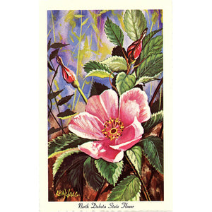 North Dakota State Flower - Wild Prairie Rose Vintage Botanical Postcard Signed Artist Ken Haag (unused)