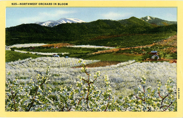 Northwest Orchard in Bloom Vintage Botanical Vintage Postcard (unused) - Vintage Postcard Boutique