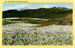 Northwest Orchard in Bloom Vintage Botanical Vintage Postcard (unused)