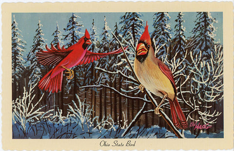 Ohio State Bird Cardinals in Snow Vintage Chrome Postcard (unused) Signed Ken Haag - Vintage Postcard Boutique