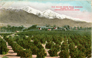 San Gabriel Mountains California Old Baldy from Orange Groves near Ponoma Vintage 1912 Postcard - Vintage Postcard Boutique