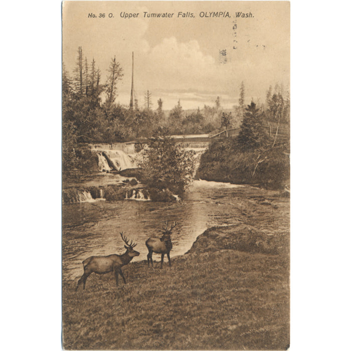 Olympia Washington Upper Tumwater Falls Elk Vintage Postcard 1909 - Vintage Postcard Boutique