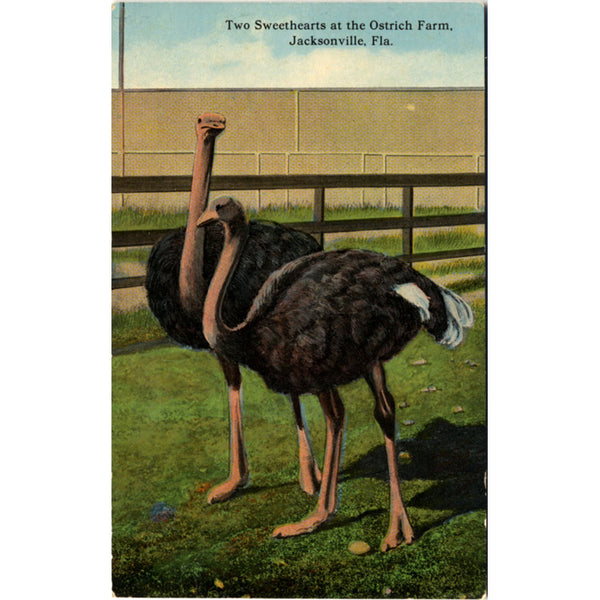 Jacksonville Florida Ostrich Farm Sweethearts Vintage Postcard (unused) - Vintage Postcard Boutique