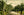 Honolulu Hawaii Palm Avenue Vintage Botanical Postcard circa 1910 (unused)