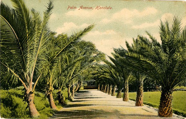Honolulu Hawaii Palm Avenue Vintage Botanical Postcard circa 1910 (unused)