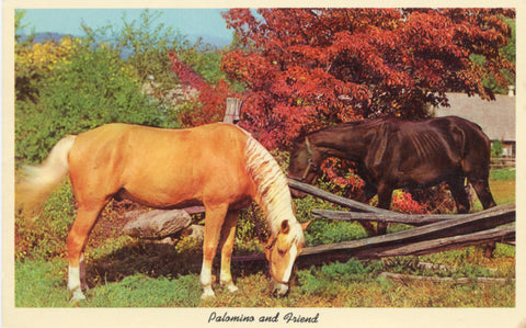 Palomino Horse and Friend Vintage Postcard (unused)