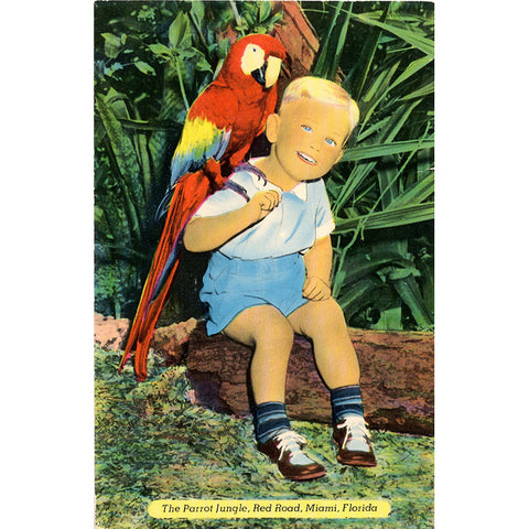 Miami Florida Parrot Jungle Red Road Vintage Postcard (unused)