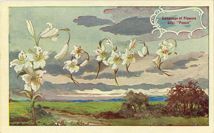Peace Lily Language of Flowers Vintage Botanical Postcard (unused) - Vintage Postcard Boutique