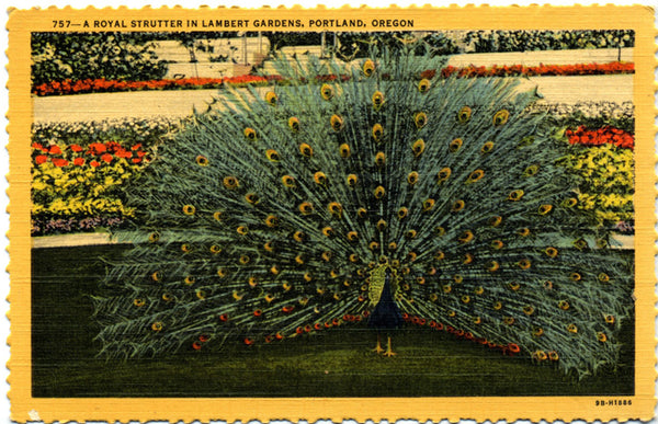 Strutting Peacock Lambert Gardens Portland Oregon Vintage Postcard (unused) - Vintage Postcard Boutique
