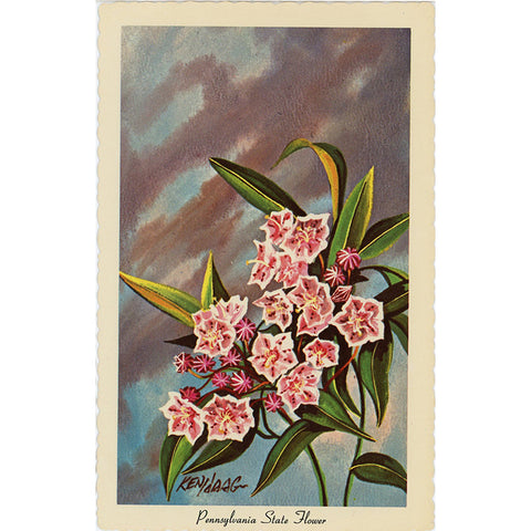Pennsylvania State Flower - Mountain Laurel Vintage Botanical Postcard Signed Artist Ken Haag (unused) - Vintage Postcard Boutique
