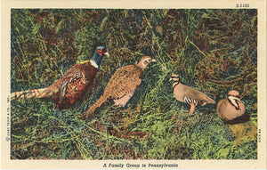 Ring-necked Pheasant Family in Pennsylvania Vintage Bird Postcard (unused) - Vintage Postcard Boutique