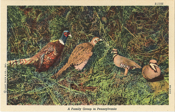Ring-necked Pheasant Family in Pennsylvania Vintage Bird Postcard (unused) - Vintage Postcard Boutique