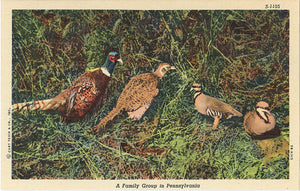 Ring-necked Pheasant Family in Pennsylvania Vintage Bird Postcard (unused)