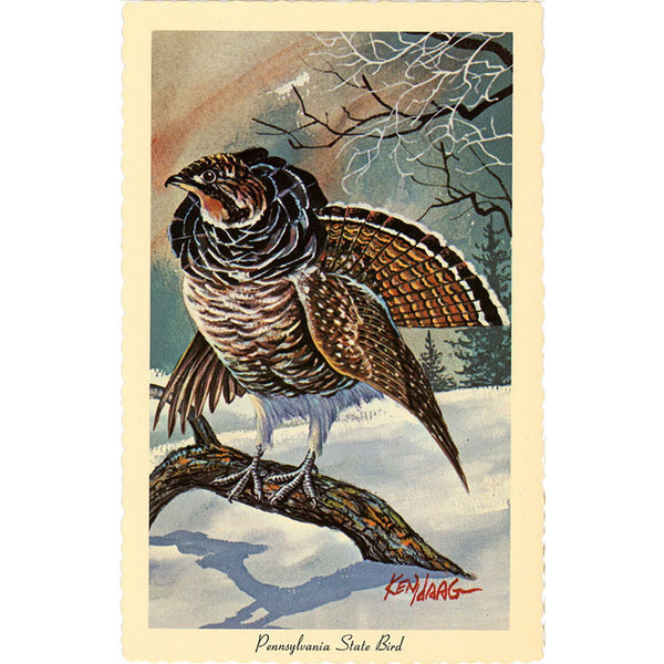 Pennsylvania State Bird - Ruffed Grouse Vintage Postcard Signed Artist Ken Haag (unused) - Vintage Postcard Boutique