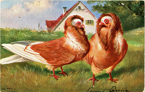 Jacobin Fancy Pigeon Pair Vintage Bird Postcard 1910s