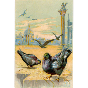 Pigeons Venice Italy Skyline Vintage Embossed Bird Postcard A.S. Series 1583 circa 1905