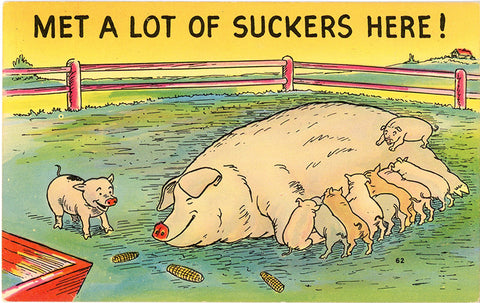Mama Pig & Piglets Comic Vintage Postcard - Met A Lot of Suckers Here (unused) - Vintage Postcard Boutique