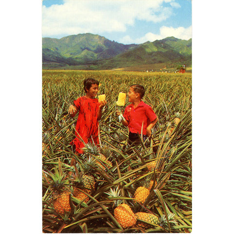 Hawaii Field Ripe Pineapples Del Monte Vintage Botanical Postcard 1950s (unused) - Vintage Postcard Boutique