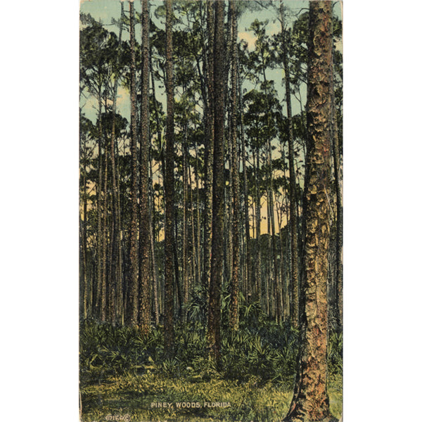 Piney Woods Florida Scenic Vintage Postcard 1914 - Vintage Postcard Boutique