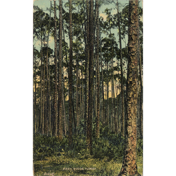 Piney Woods Florida Scenic Vintage Postcard 1914 - Vintage Postcard Boutique