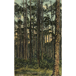 Piney Woods Florida Scenic Vintage Postcard 1914 - Vintage Postcard Boutique