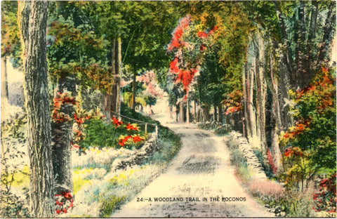 Pocanos Pennsylvania Woodland Trail Vintage Postcard (unused) - Vintage Postcard Boutique
