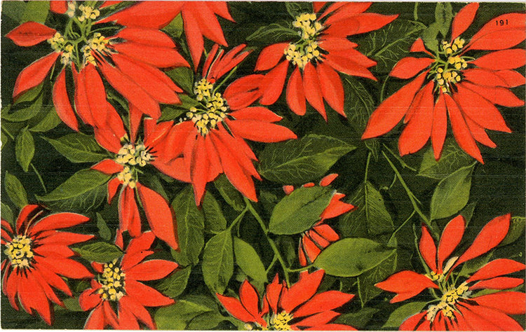 Scarlet Poinsettia Florida Christmas Star Vintage Botanical Postcard (unused)