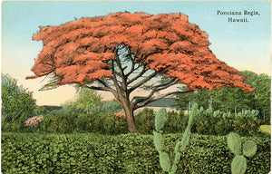 Ponciana Regia Tree Honolulu Hawaii Vintage Botanical Postcard circa 1910 (unused)