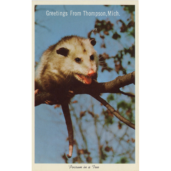 Thompson Michigan Possum in Tree Vintage Postcard (unused) - Vintage Postcard Boutique