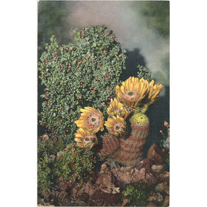 Texas Rainbow Cactus Botanical Vintage Postcard (unused) - Vintage Postcard Boutique