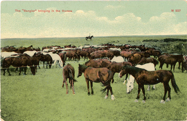 Vintage Western Postcard – Cowboy Rangler Bringing in the Horses (unused) circa 1910 - Vintage Postcard Boutique