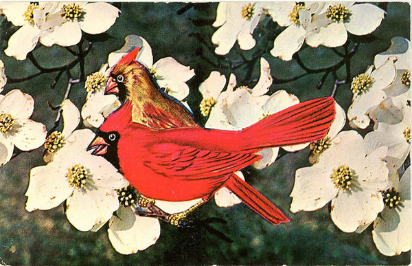 North Carolina State Bird & Flower - Cardinal Redbird Dogwood Blossom Vintage Postcard (unused)