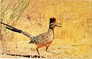 New Mexico State Bird - Road Runner Vintage Postcard (unused) - Vintage Postcard Boutique