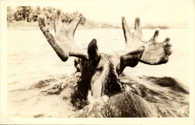 Kenai Moose in Alaskan River Vintage RPPC Postcard signed SAWYER (unused) - Vintage Postcard Boutique