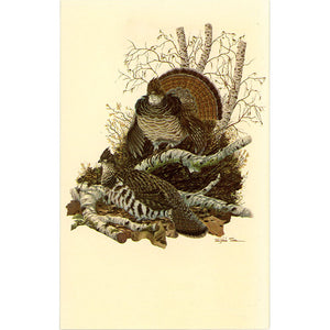 Pennsylvania State Bird Ruffed Grouse Vintage Postcard signed Sloan (unused) - Vintage Postcard Boutique