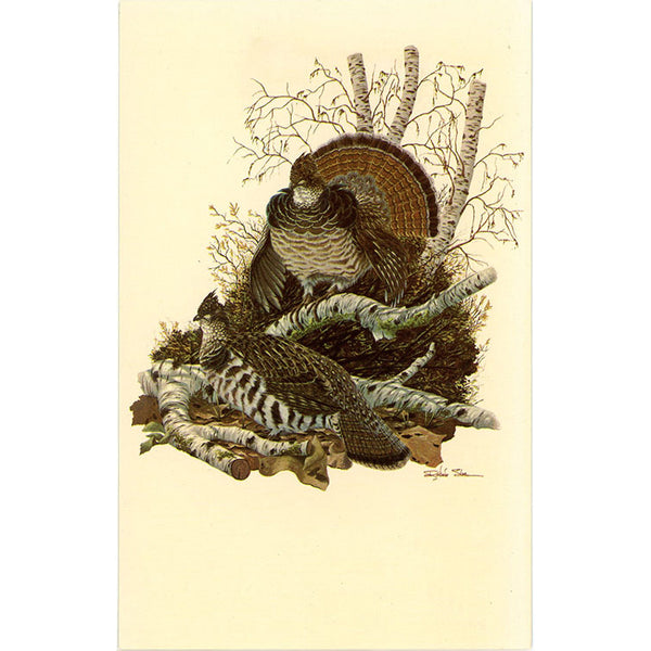 Pennsylvania State Bird Ruffed Grouse Vintage Postcard signed Sloan (unused) - Vintage Postcard Boutique